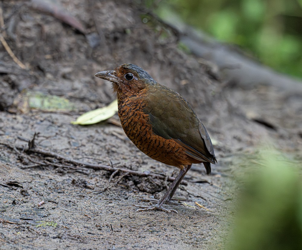 Giant Antpitta - ML638804700