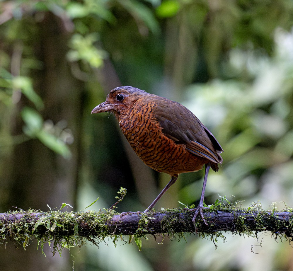 Giant Antpitta - ML638804701