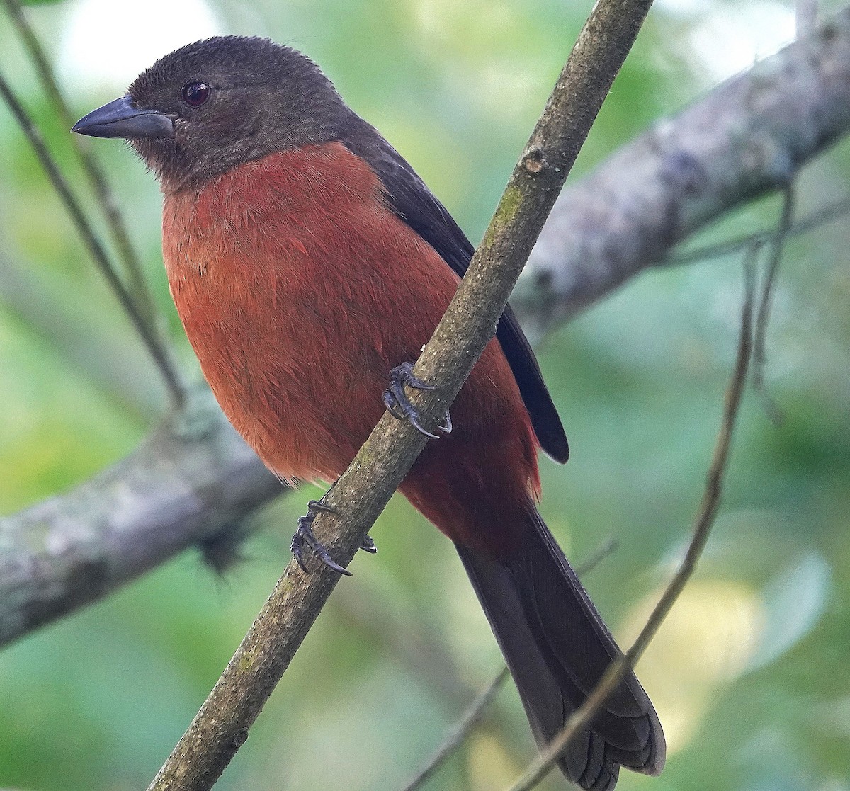 Brazilian Tanager - ML638804702