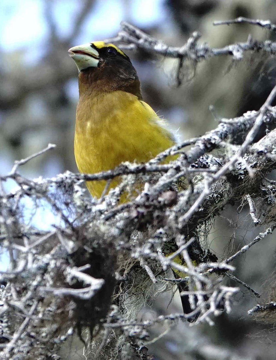 Evening Grosbeak - ML638804714