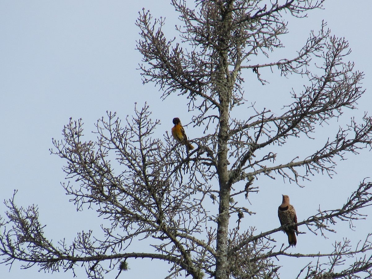 Baltimore Oriole - ML638804734