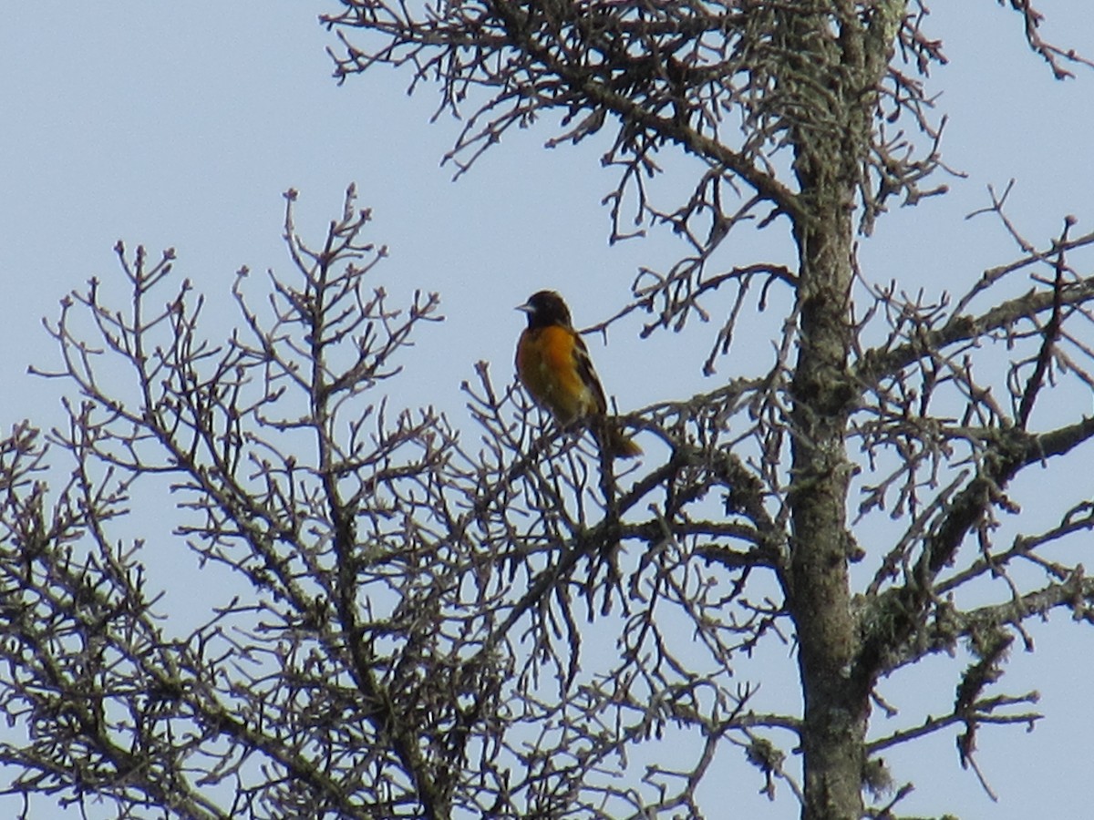 Baltimore Oriole - ML638804735