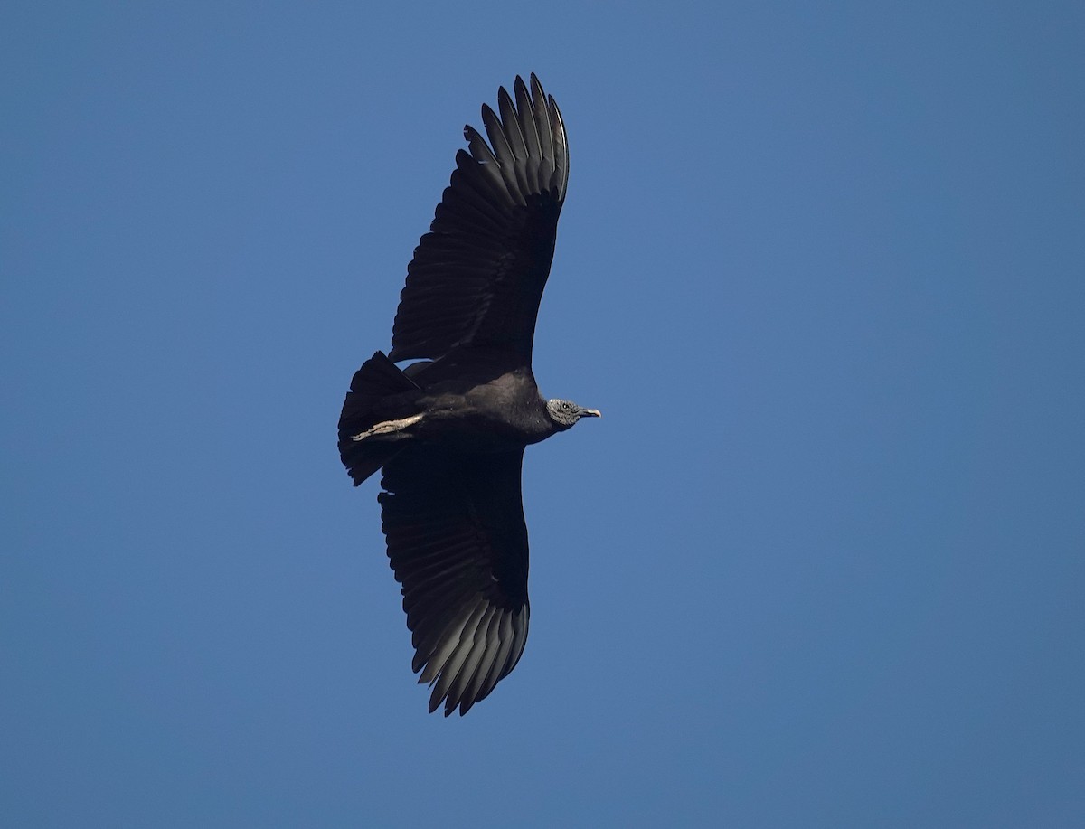 Black Vulture - ML638804777