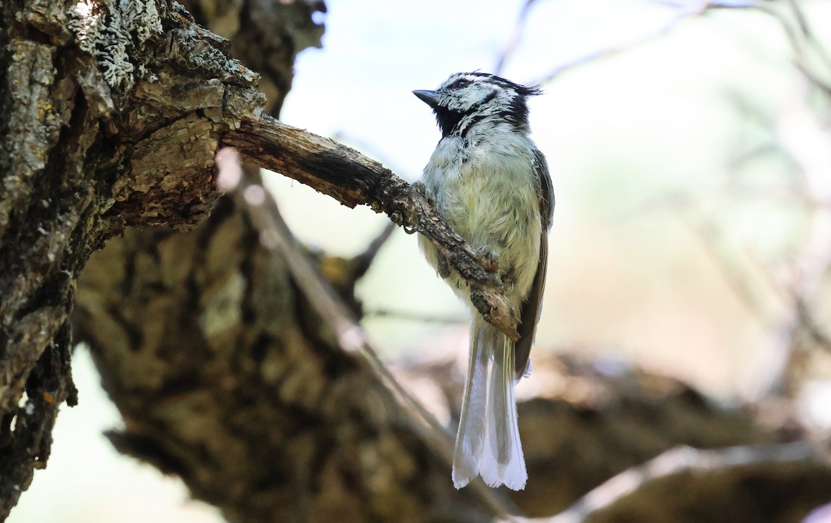 Bridled Titmouse - ML638804804