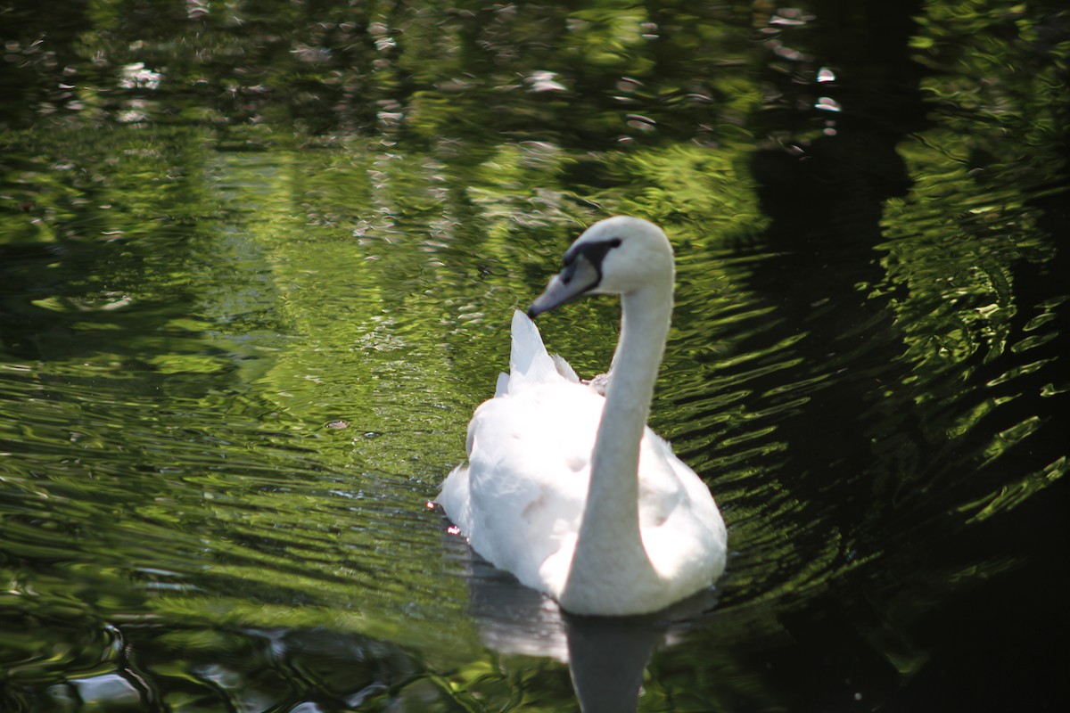 Mute Swan - ML638804813