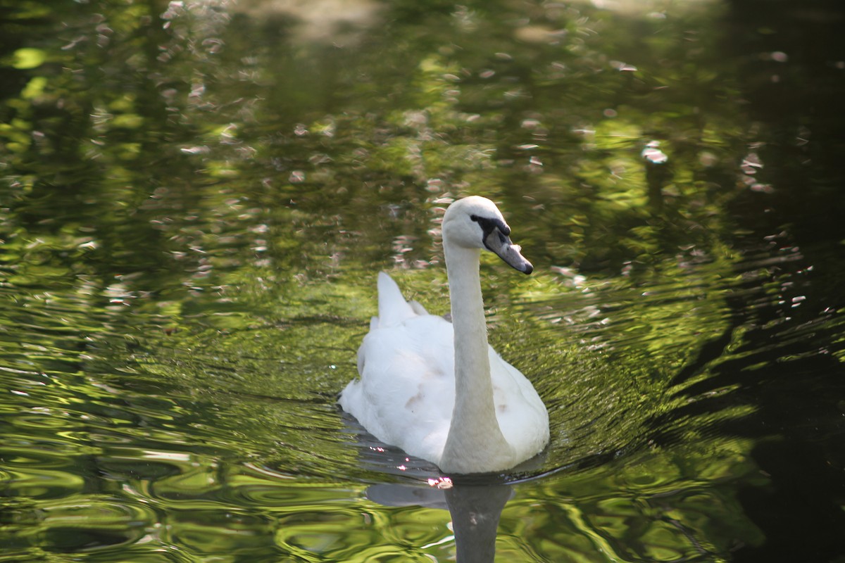 Mute Swan - ML638804814