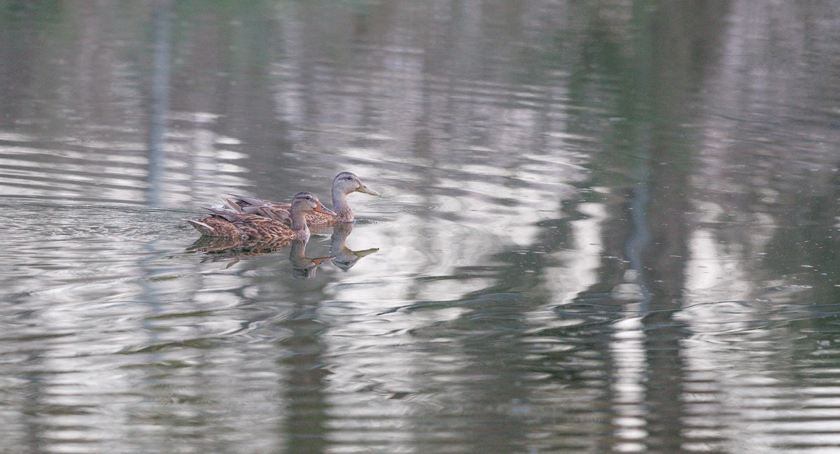 Mallard/Mexican Duck - ML638804833
