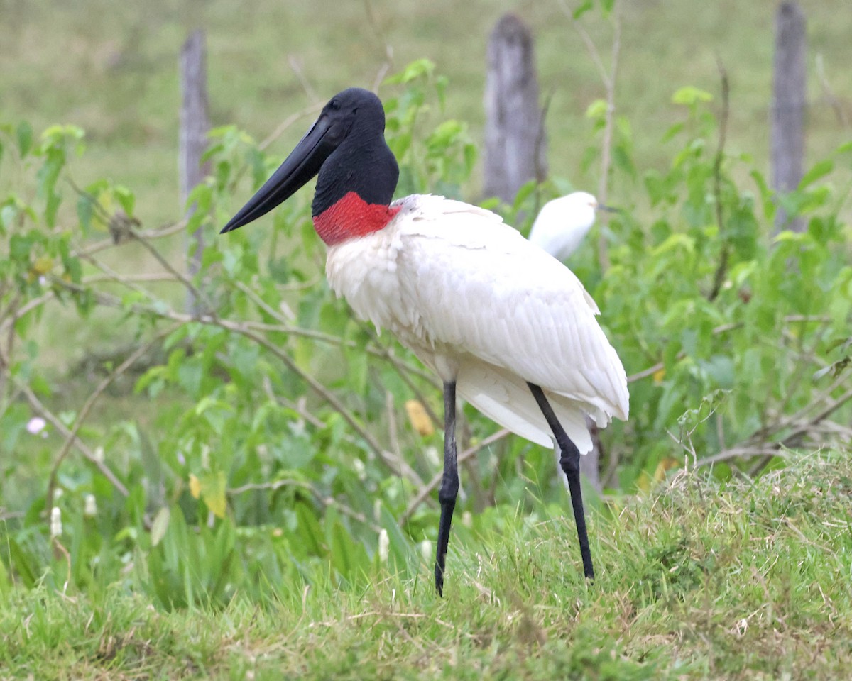 Jabiru - ML638804835