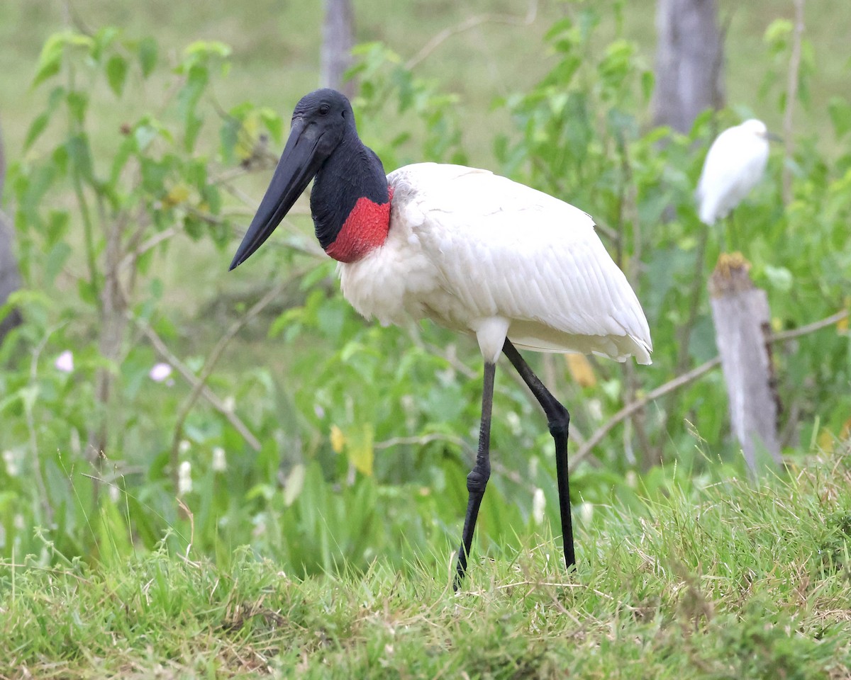 Jabiru - ML638804836