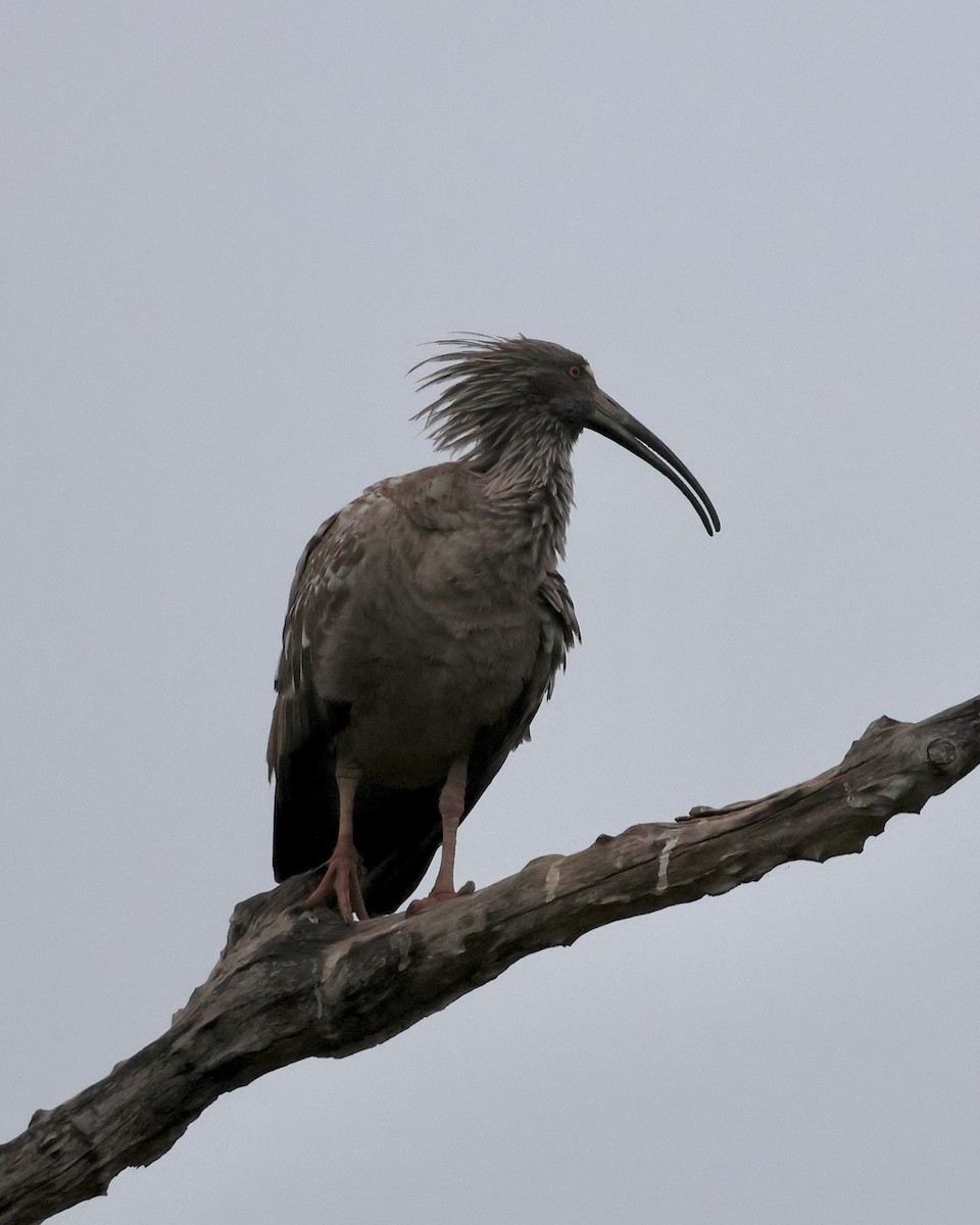 Plumbeous Ibis - ML638804855
