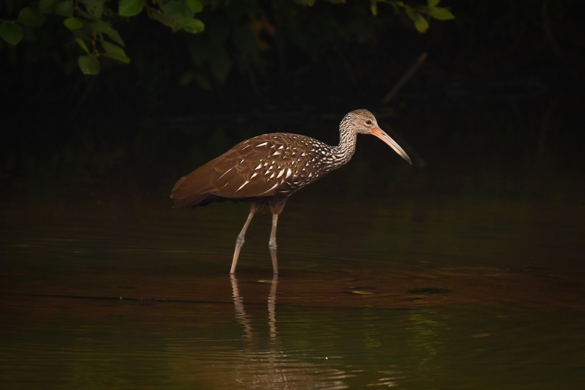 Limpkin - ML638804882