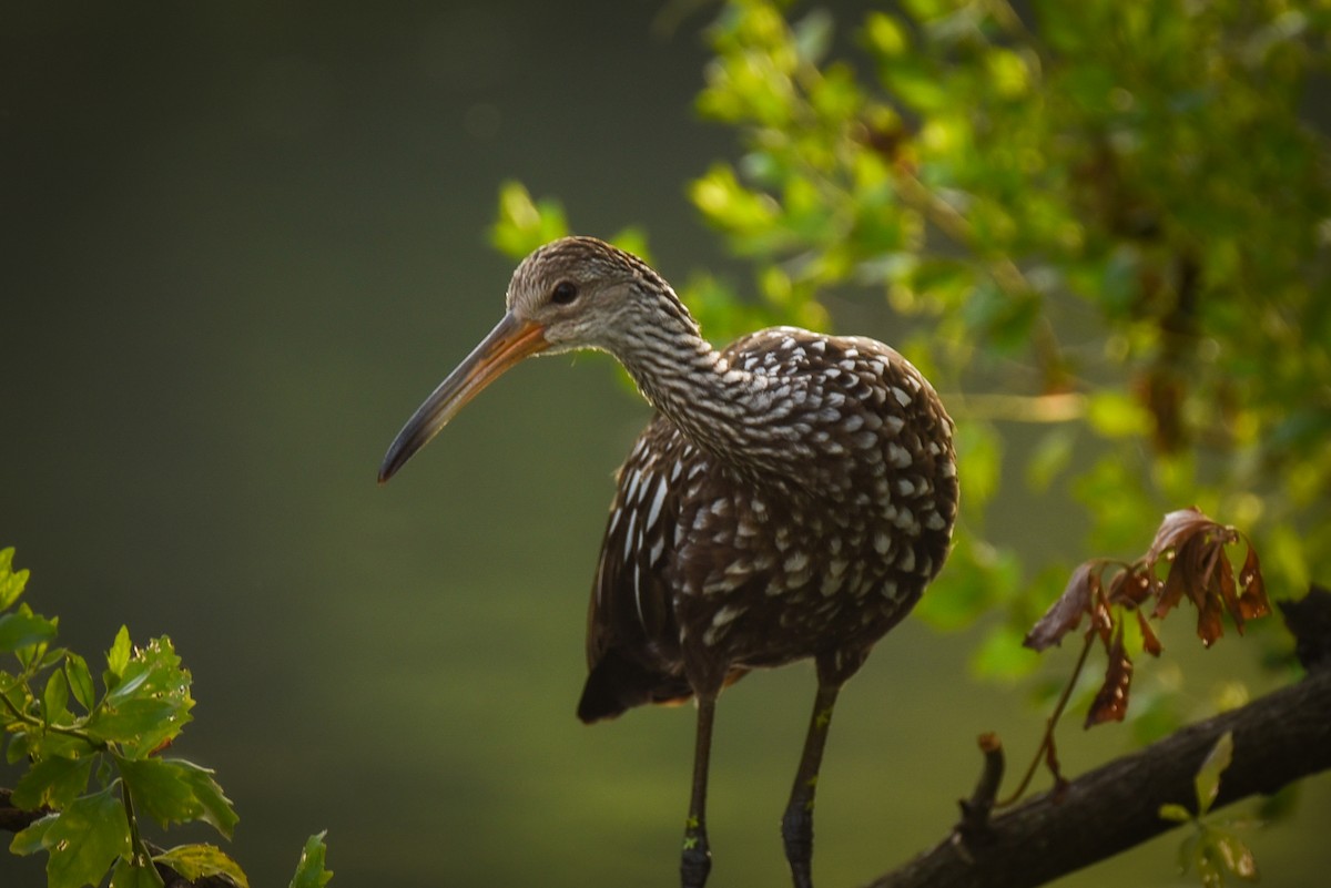 Limpkin - ML638804884