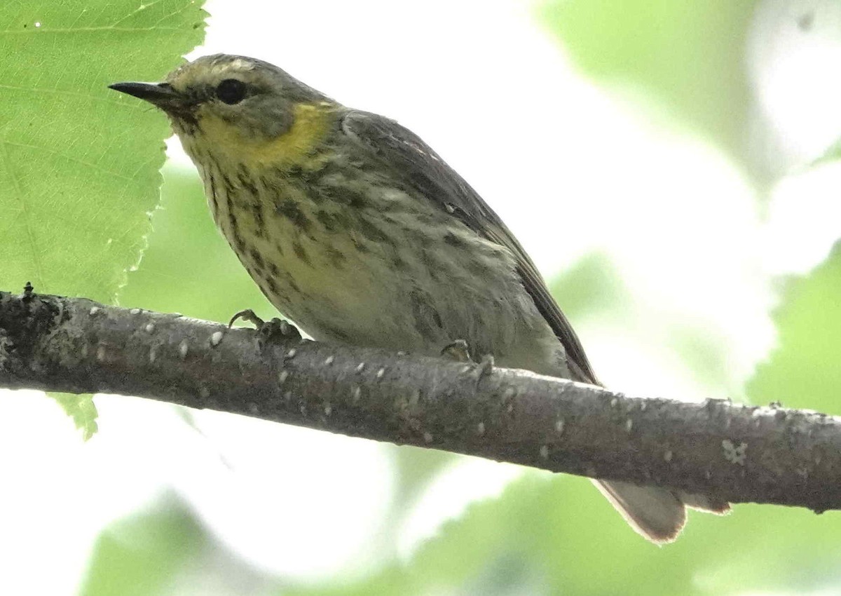 Cape May Warbler - ML638804925