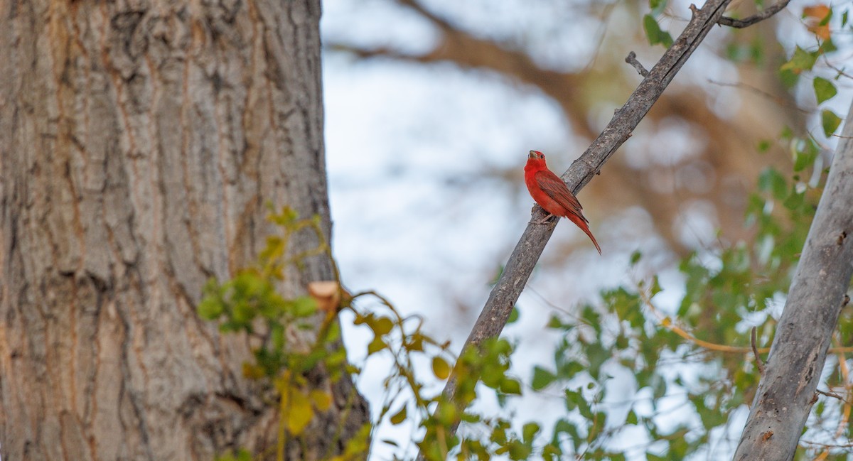Summer Tanager - ML638804946