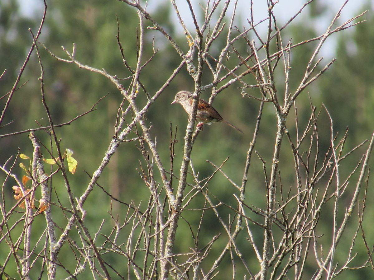 Swamp Sparrow - ML638804949