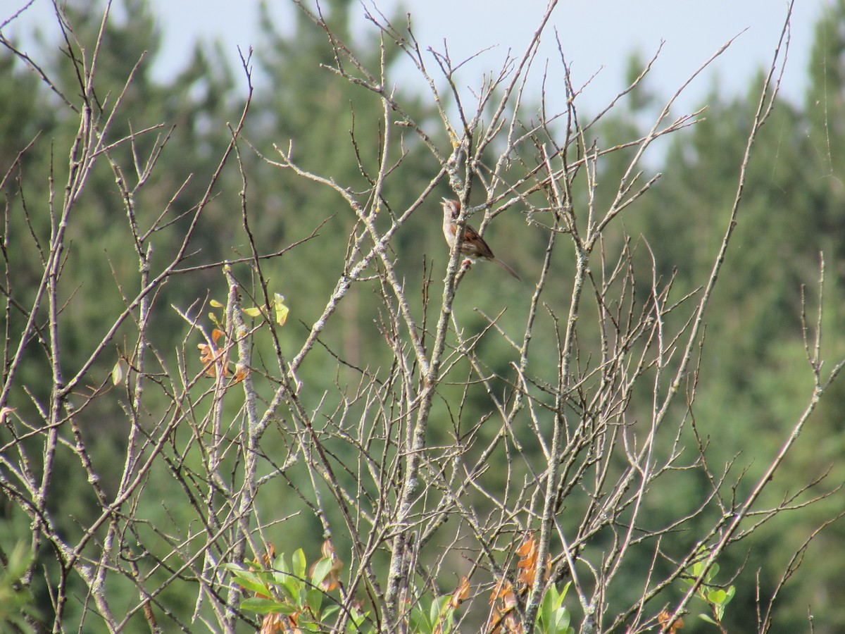 Swamp Sparrow - ML638804950