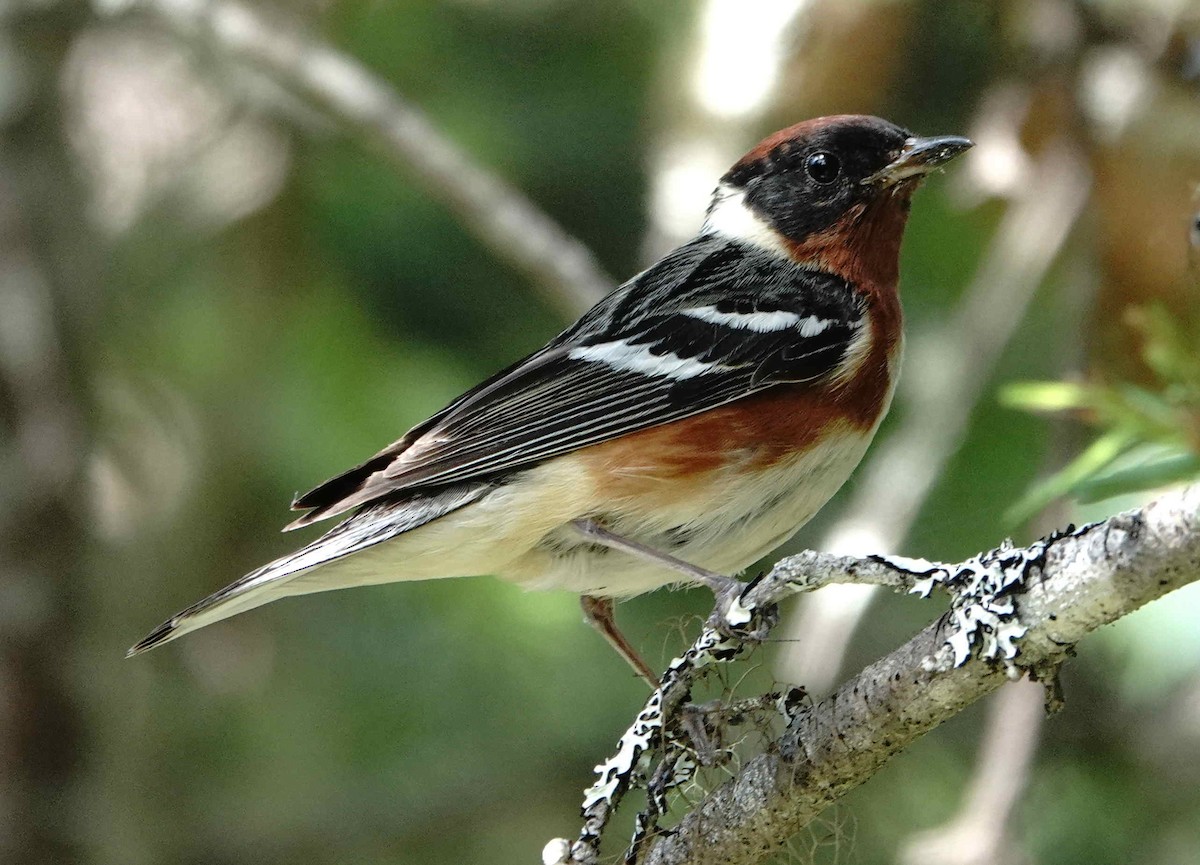 Bay-breasted Warbler - ML638804953