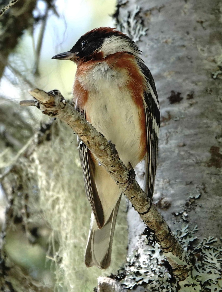 Bay-breasted Warbler - ML638804954