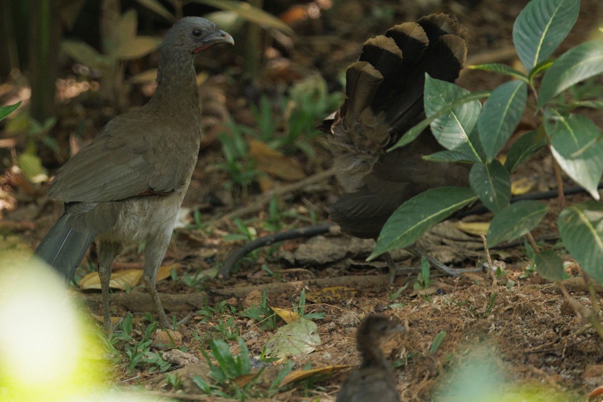 Gray-headed Chachalaca - ML638804981