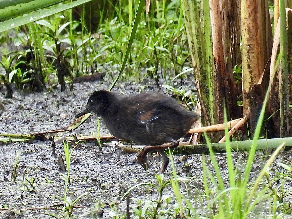 Virginia Rail - ML638805058