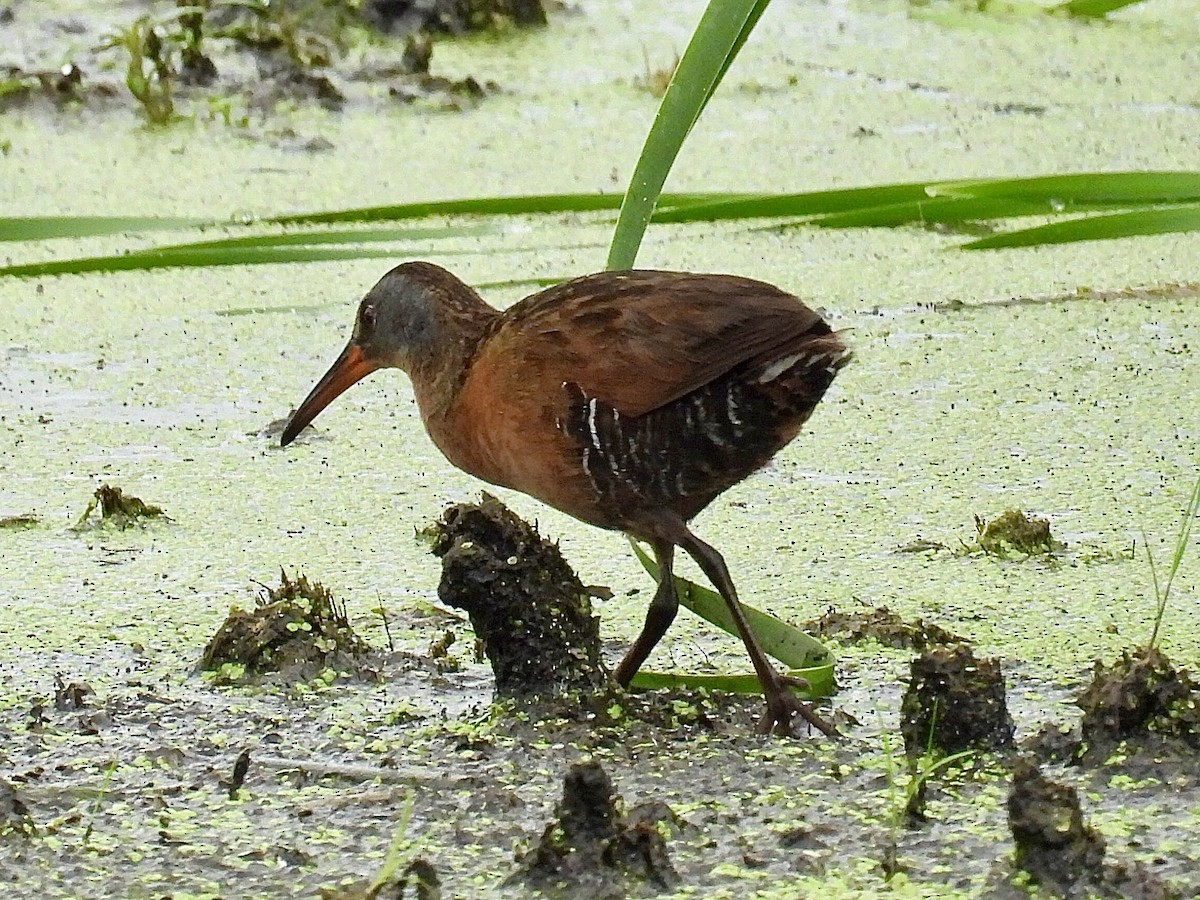 Virginia Rail - ML638805061