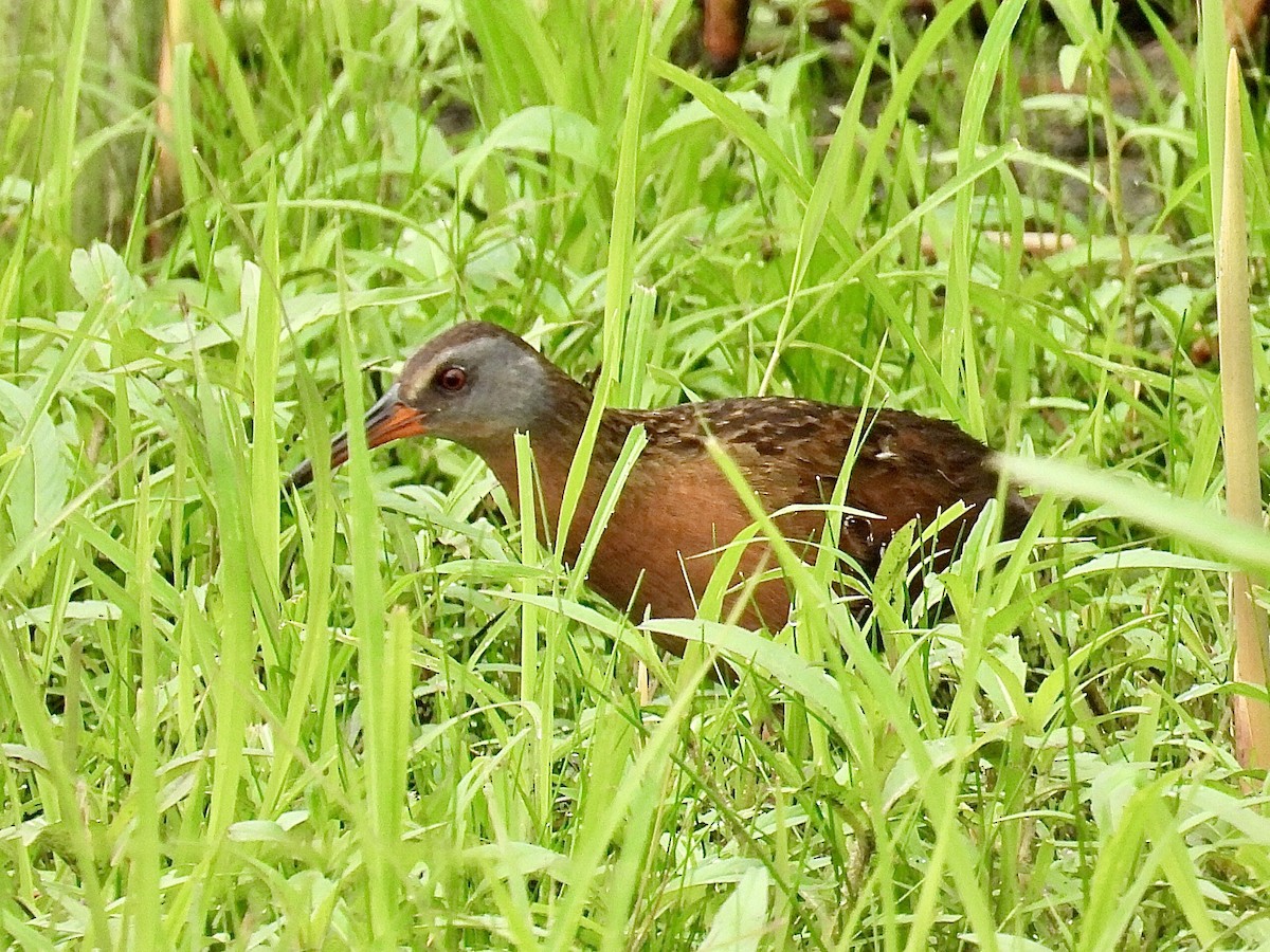 Virginia Rail - ML638805063