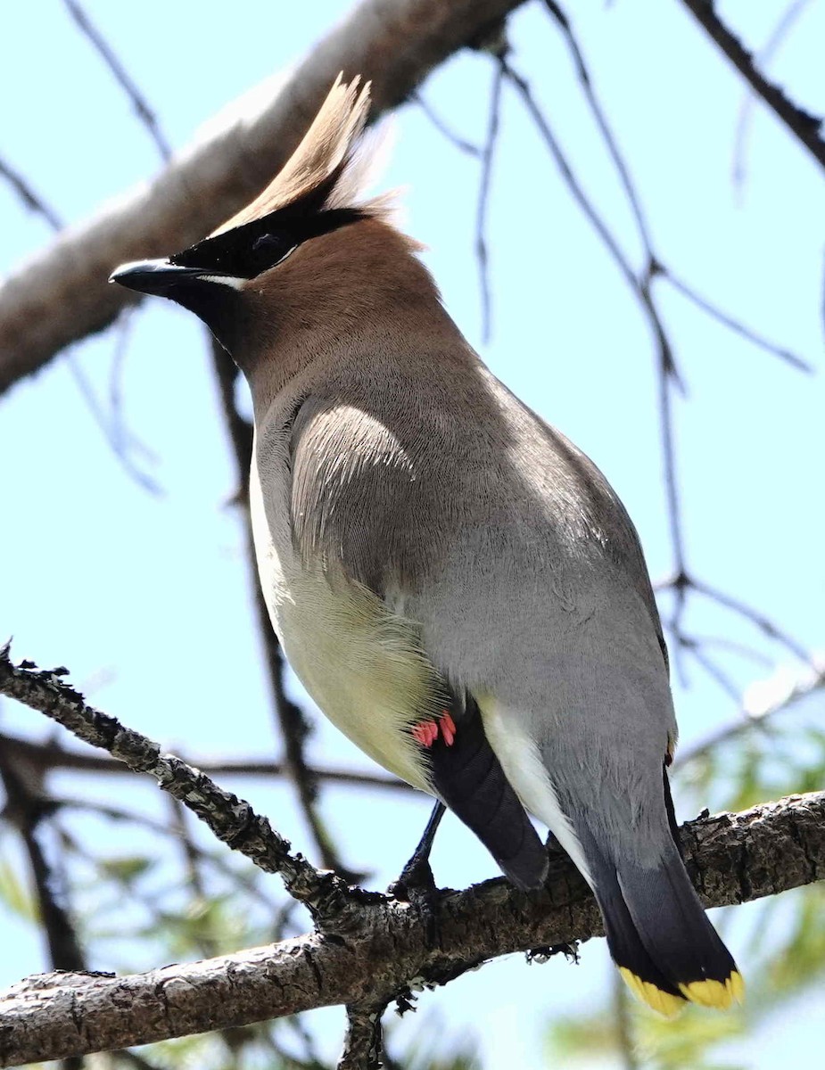 Cedar Waxwing - ML638805067