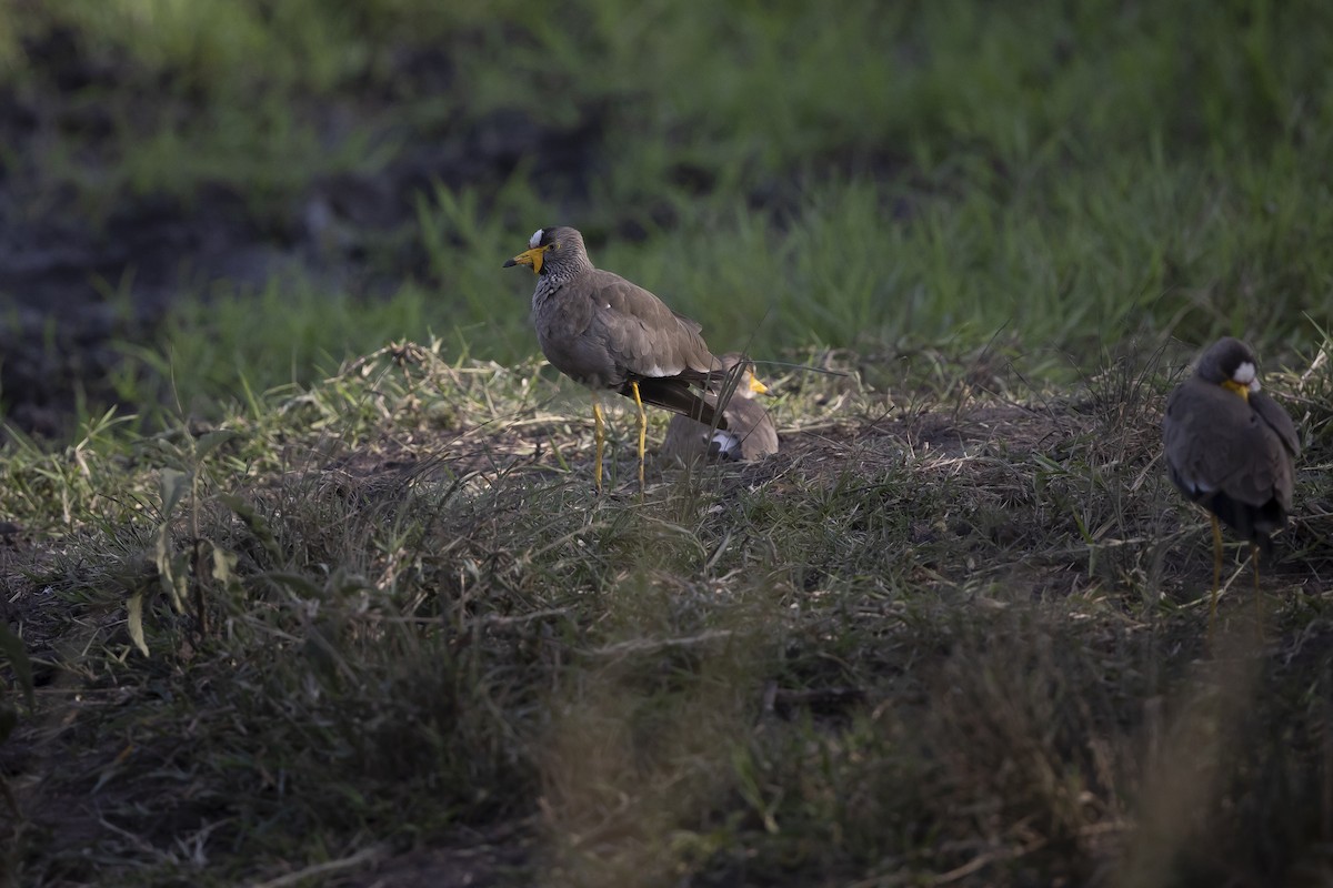 Wattled Lapwing - ML638805100