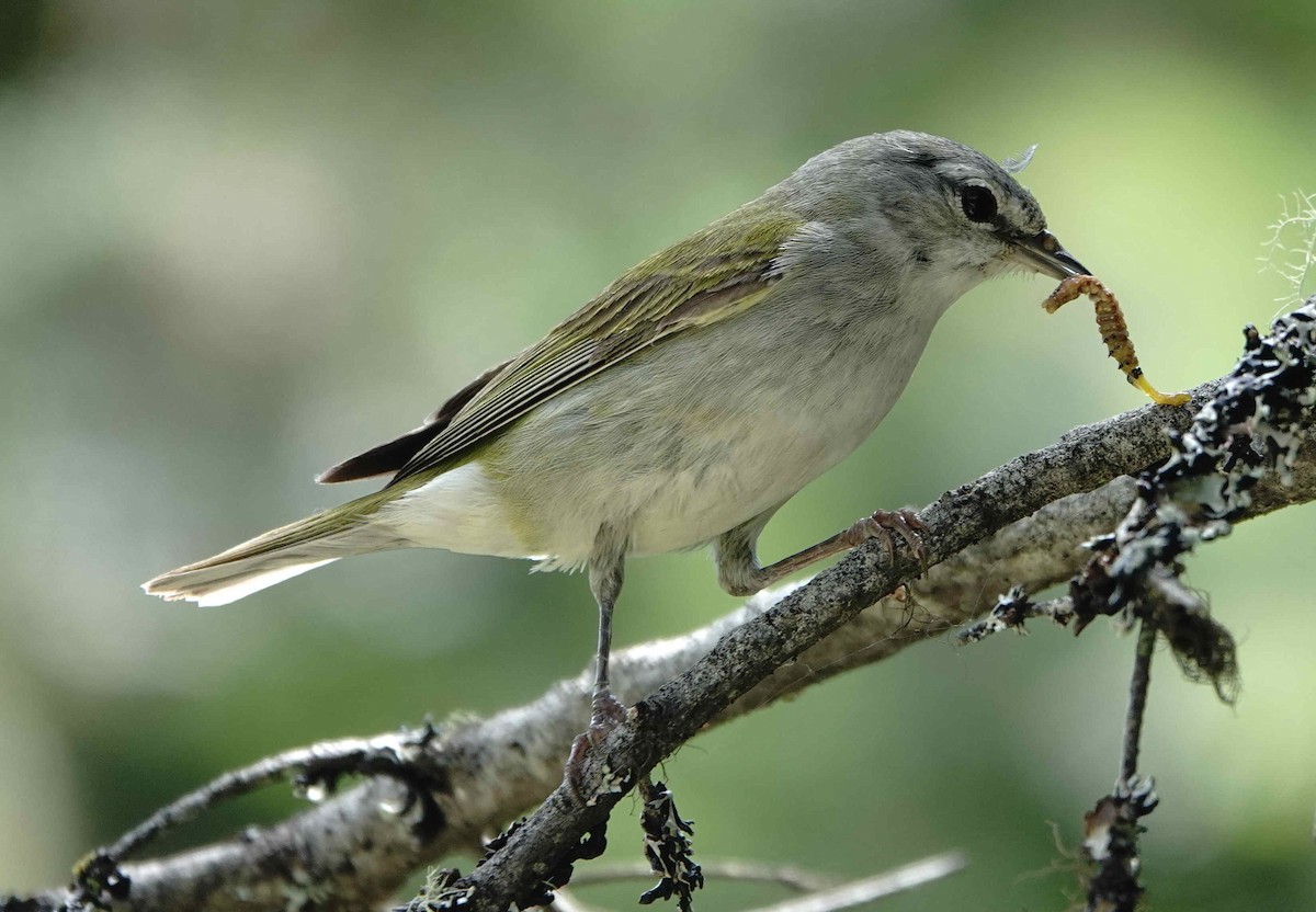 Tennessee Warbler - ML638805113