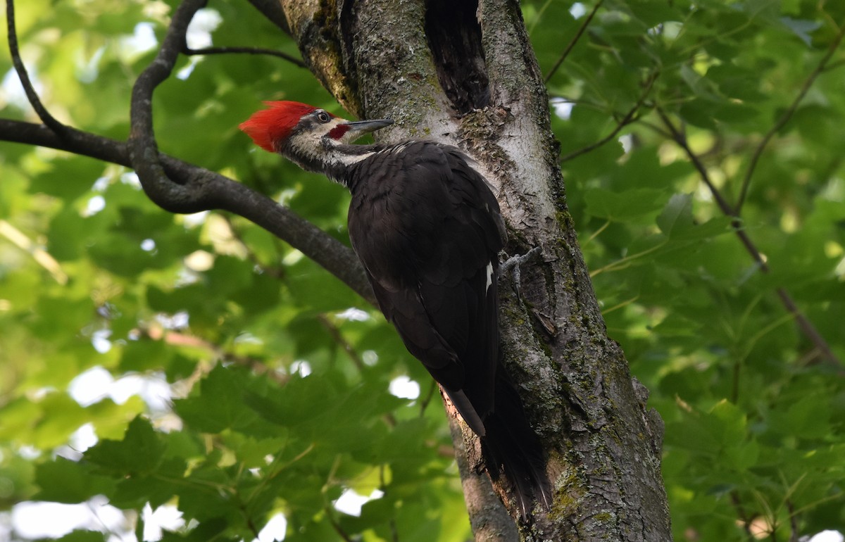 Pileated Woodpecker - ML638805122