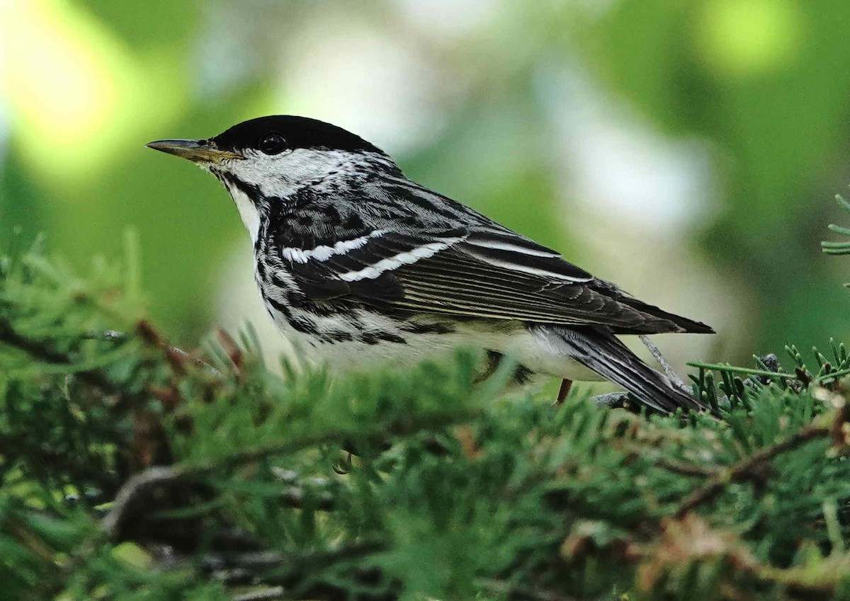 Blackpoll Warbler - ML638805197