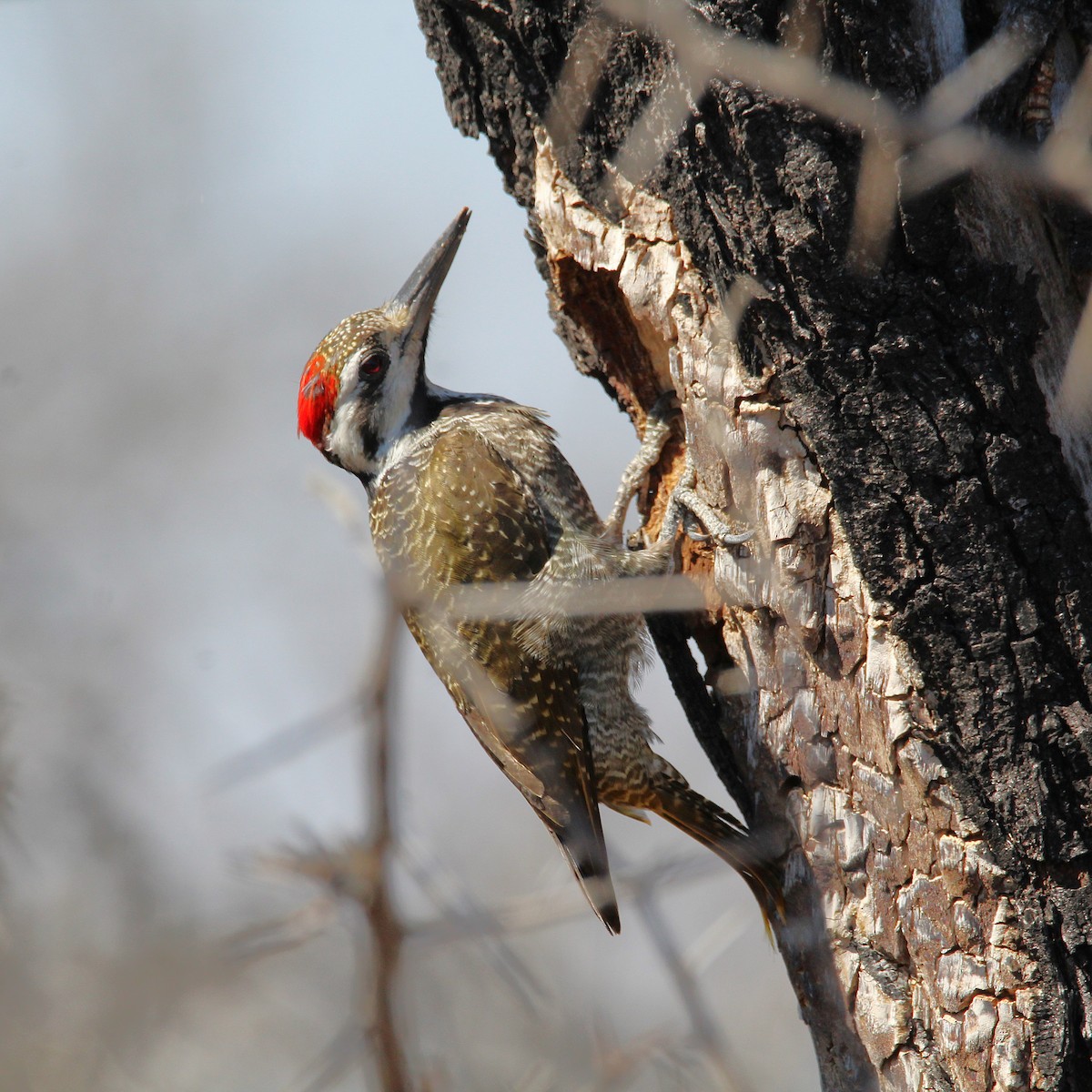Bearded Woodpecker - ML638805237