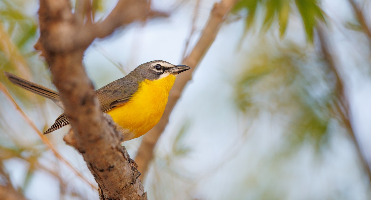 Yellow-breasted Chat - ML638805330