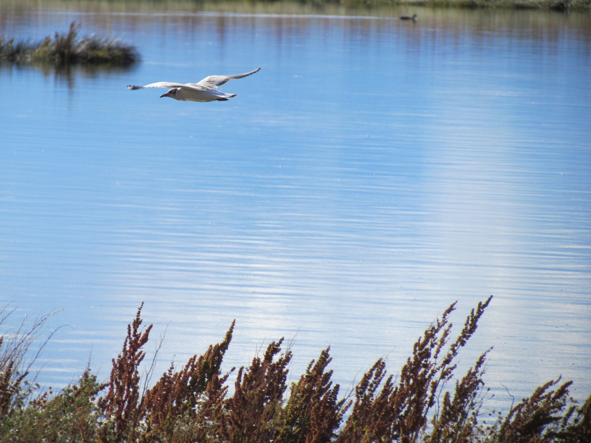 Brown-hooded Gull - ML638805331