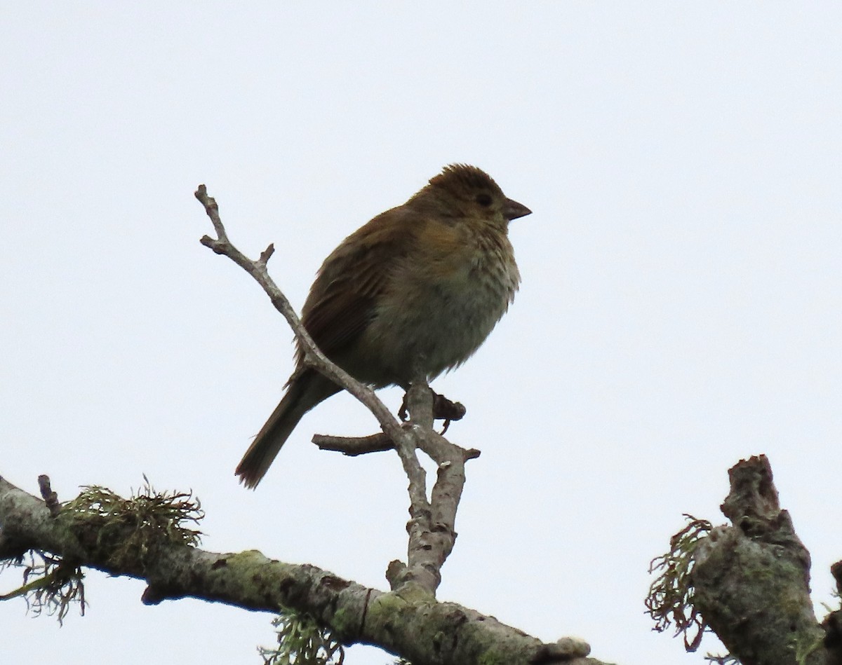 Passerin indigo - ML638805340