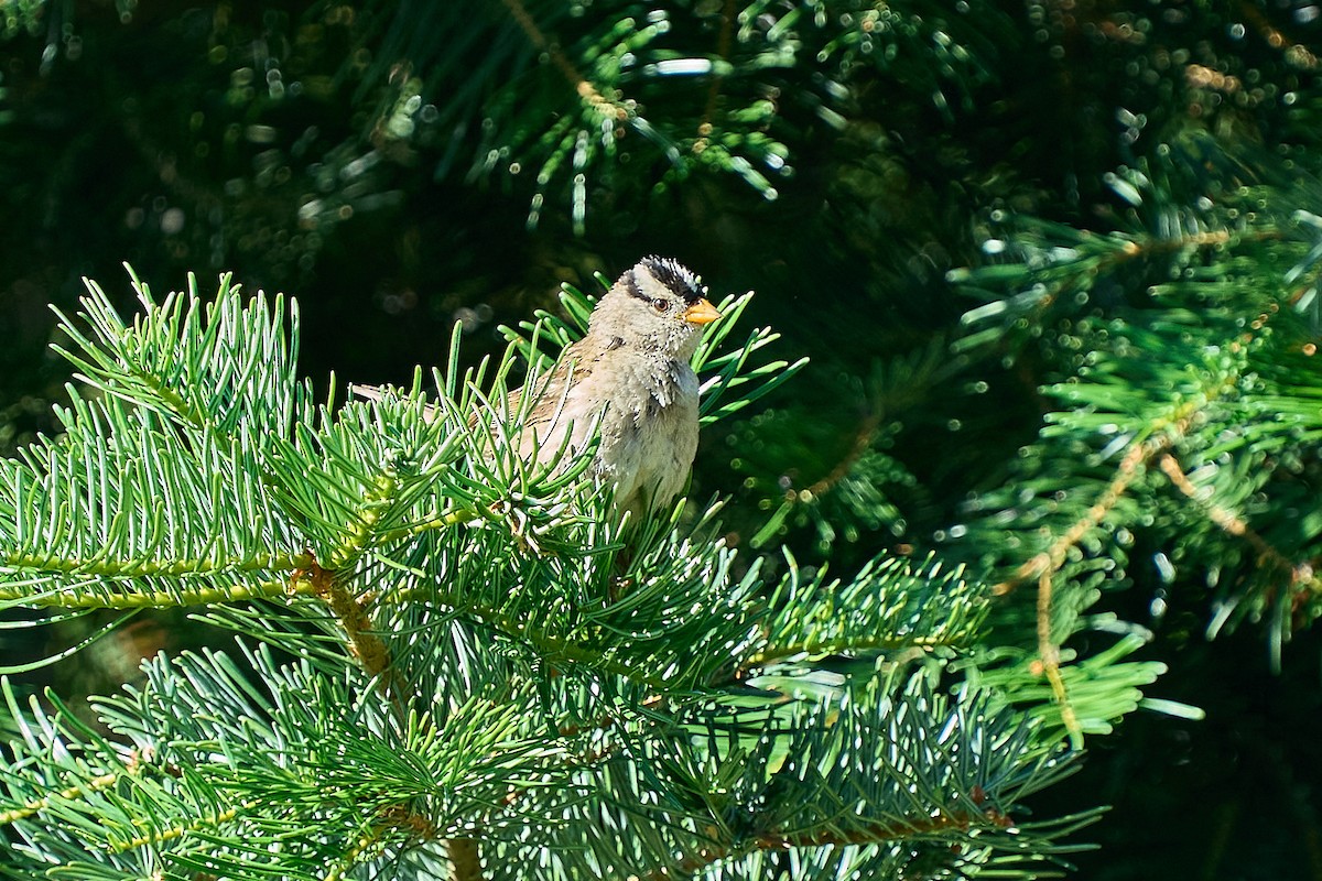 White-crowned Sparrow - ML638805350