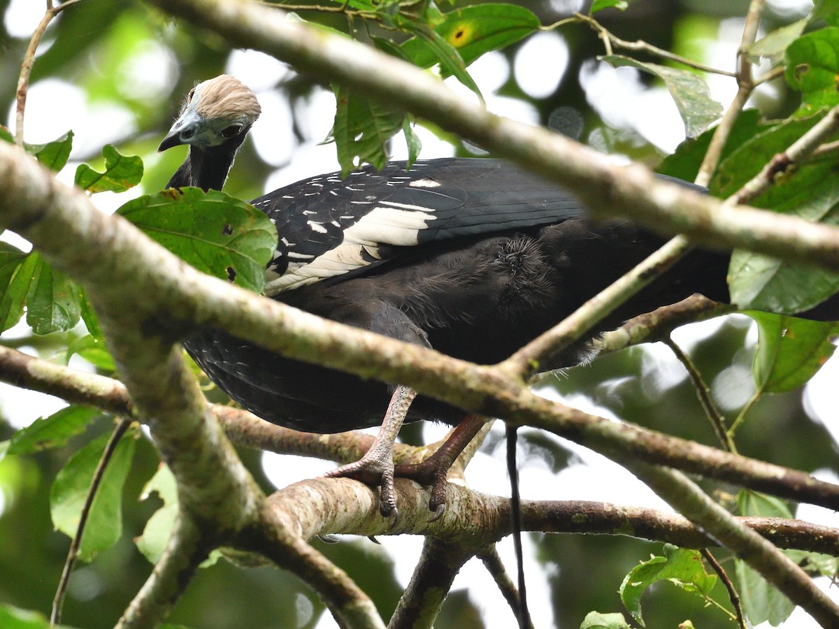 Blue-throated Piping-Guan - ML638805385