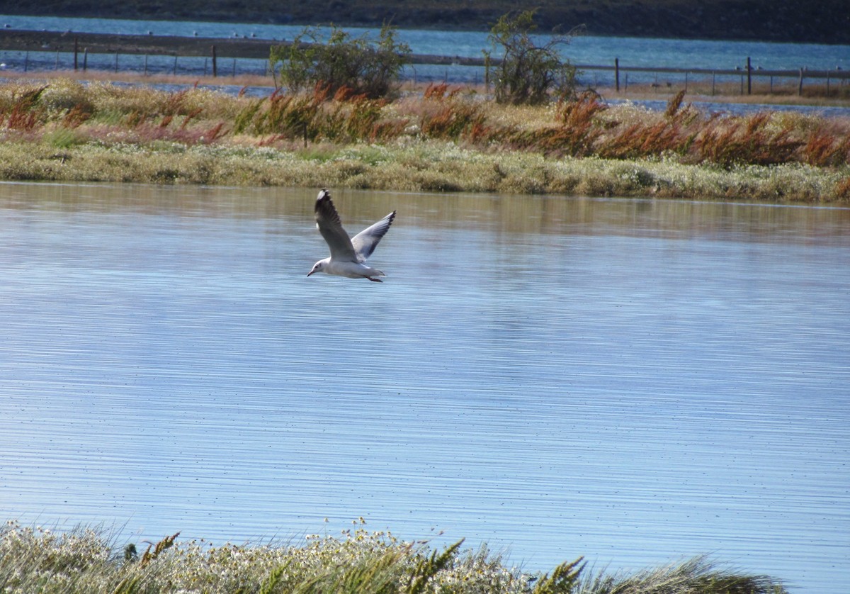 Brown-hooded Gull - ML638805389