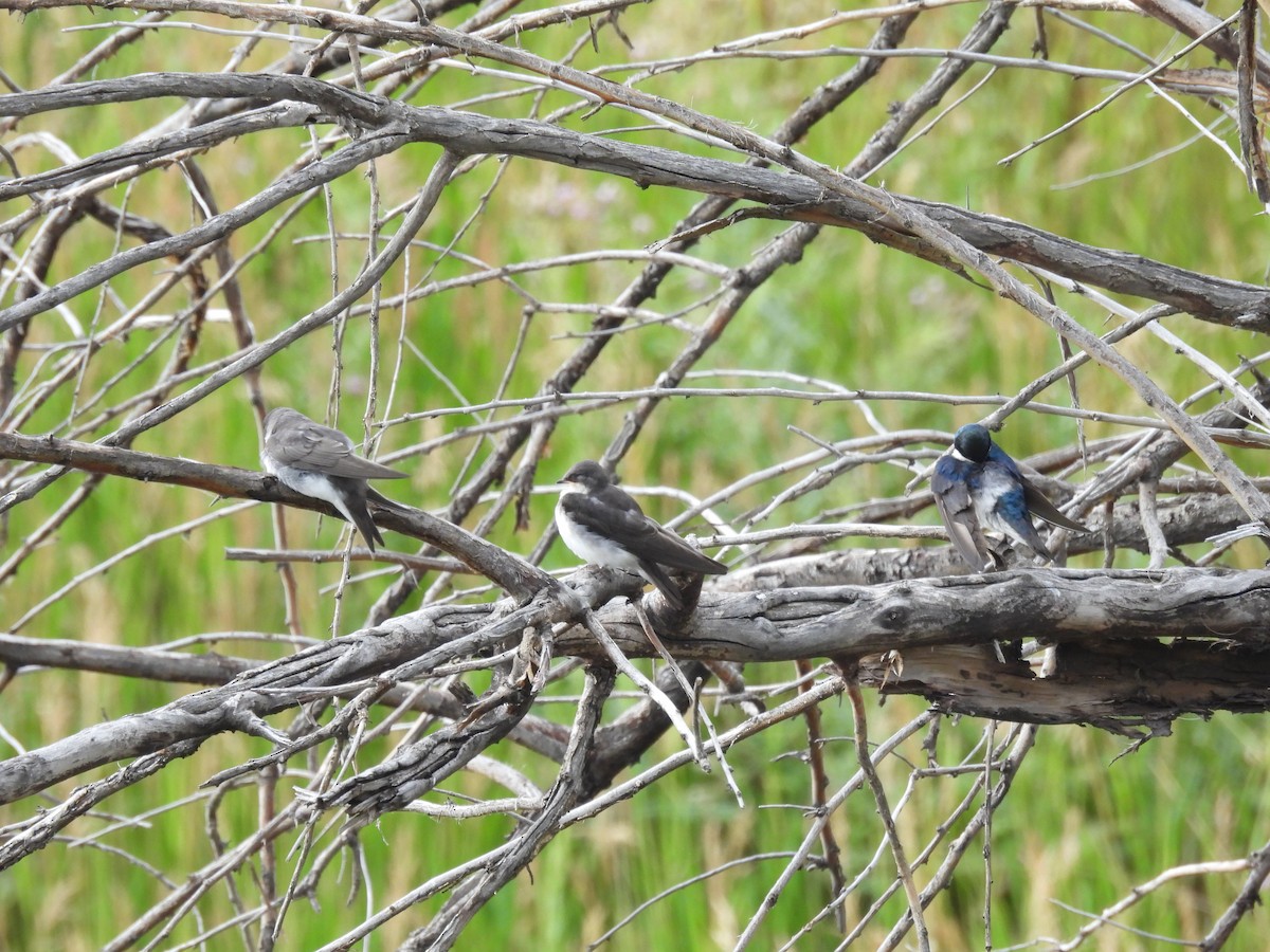 Tree Swallow - ML638805397