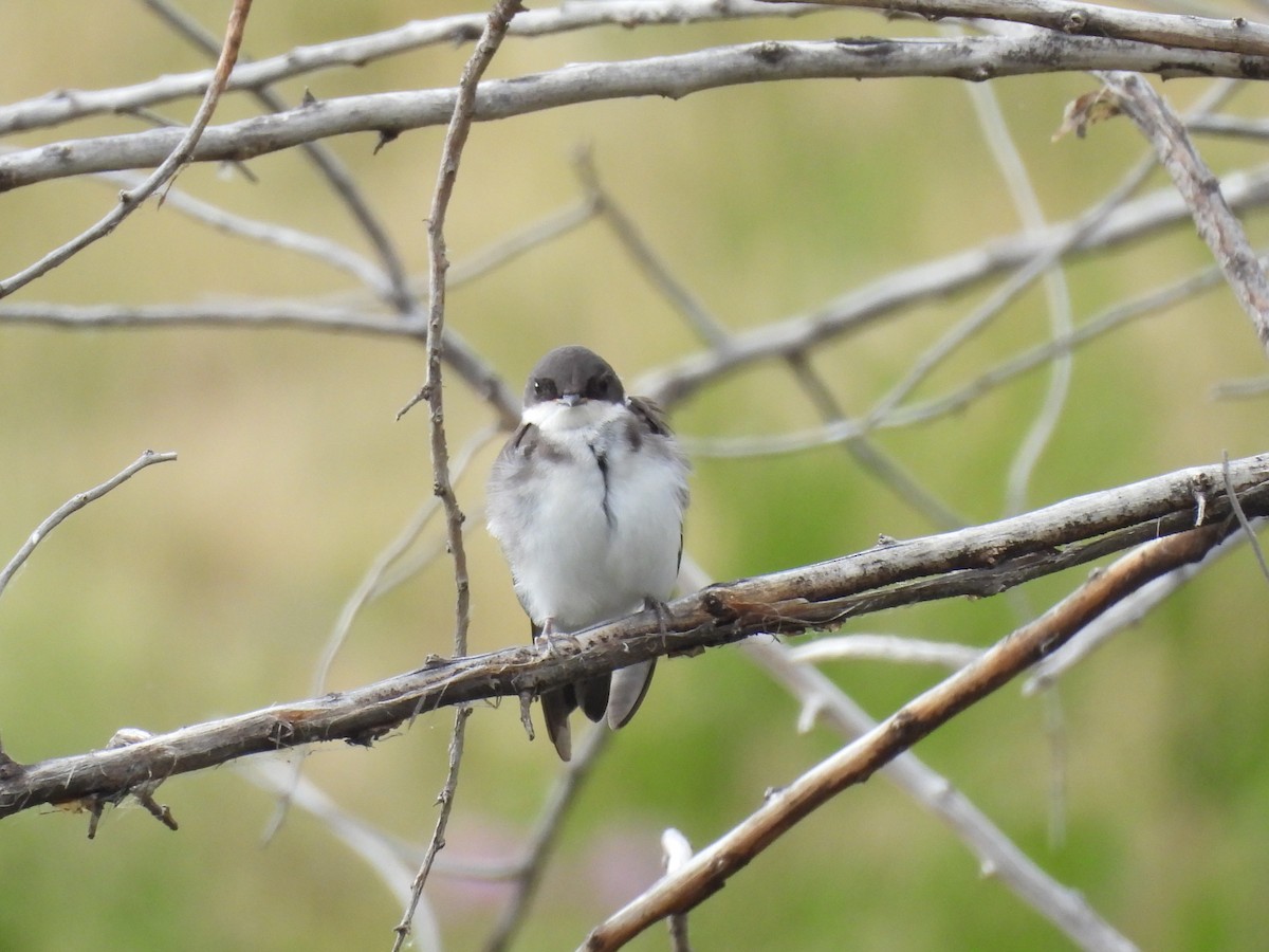 Tree Swallow - ML638805398