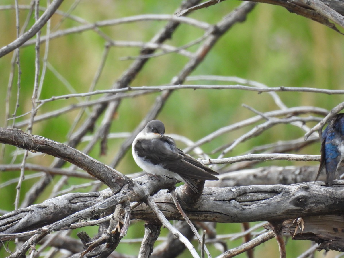 Tree Swallow - ML638805399