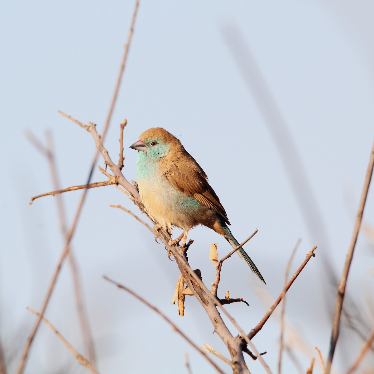 Southern Cordonbleu - ML638805422