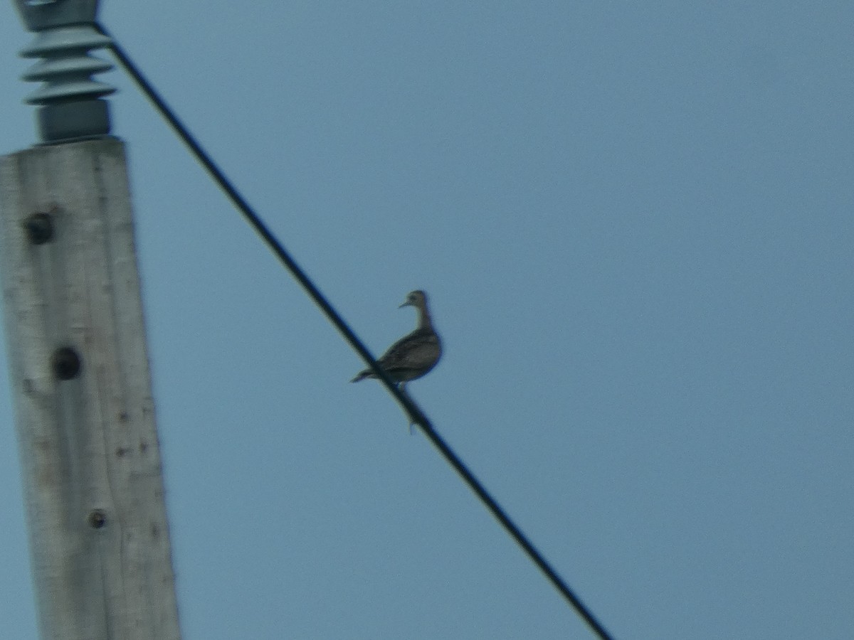 Upland Sandpiper - ML638805508