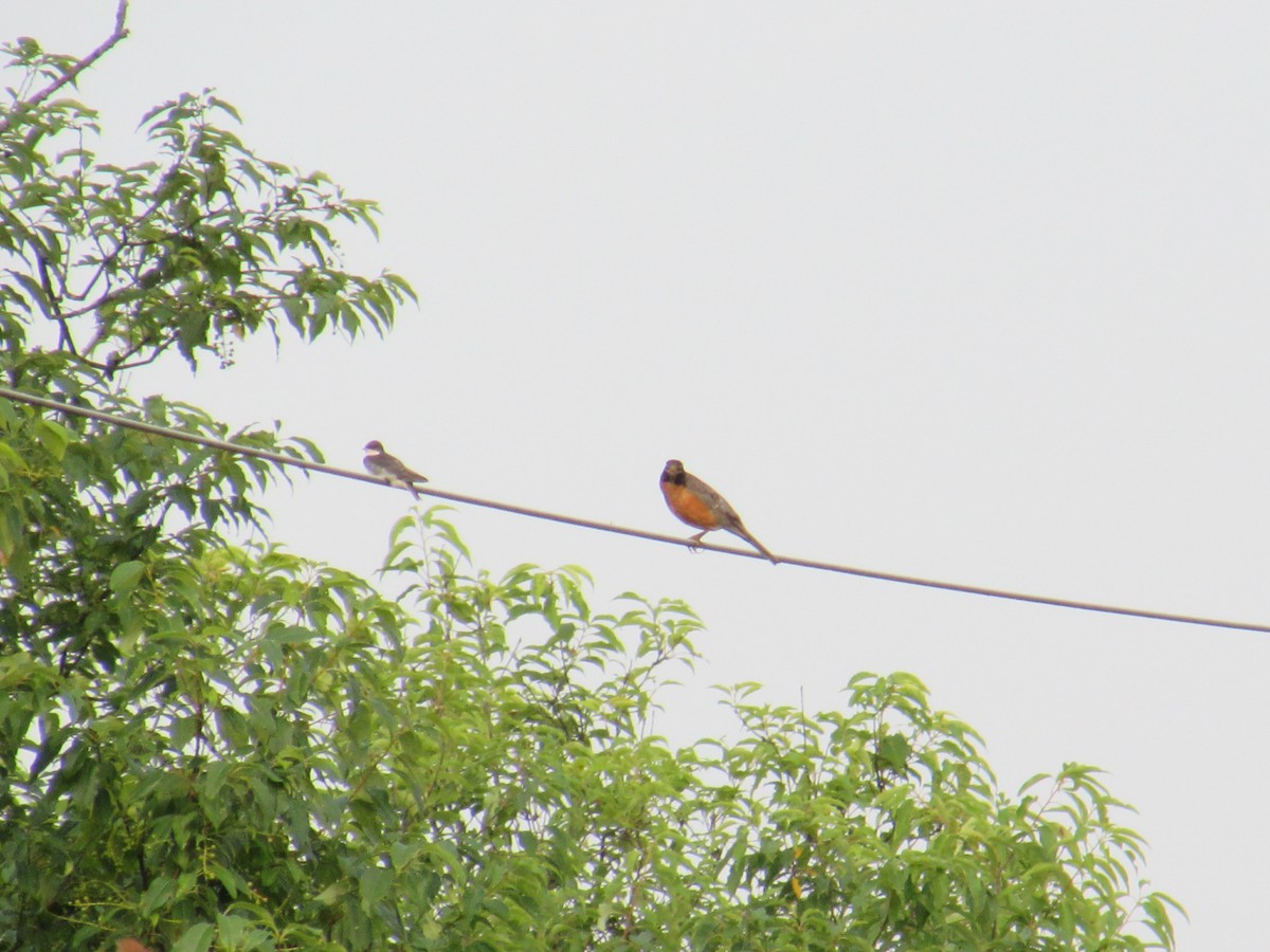 American Robin - ML638805523