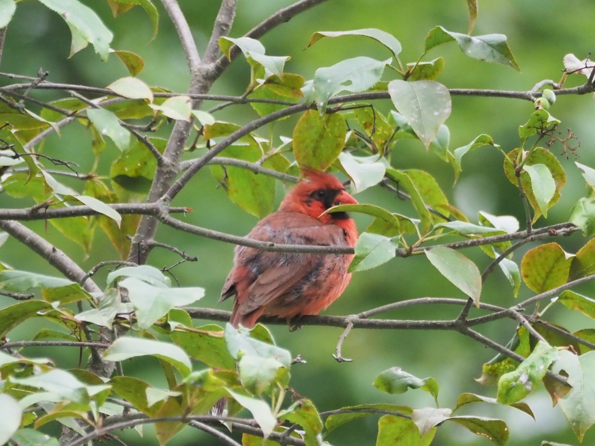 Northern Cardinal - ML638805525