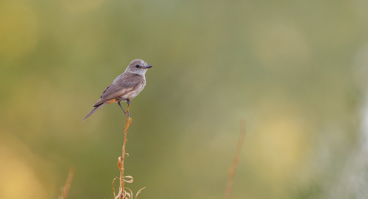 Vermilion Flycatcher - ML638805535