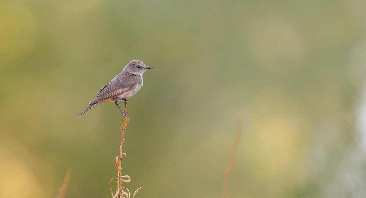 Vermilion Flycatcher - ML638805568