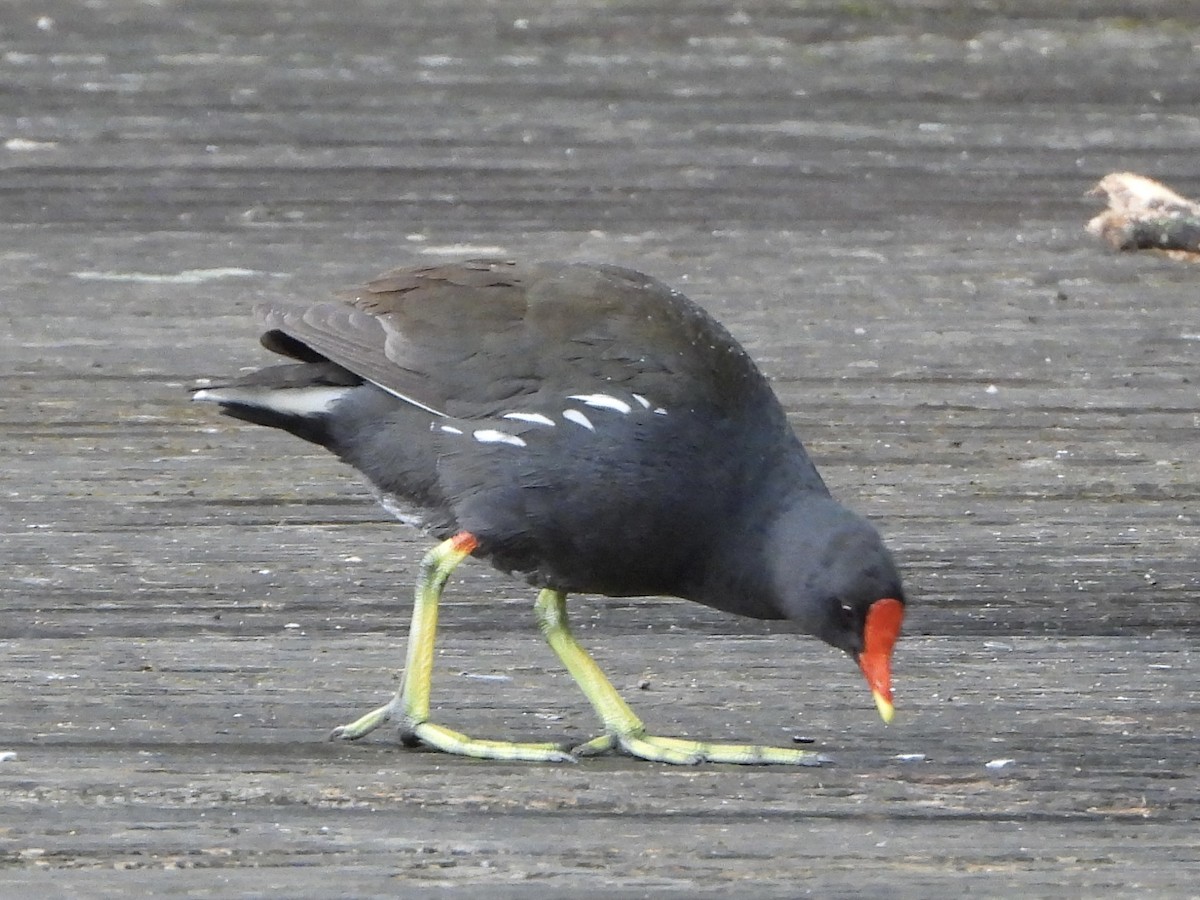 紅冠水雞 - ML638805575