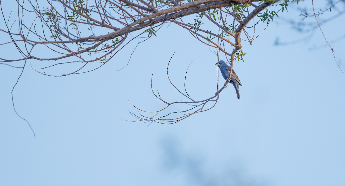 Blue Grosbeak - ML638805688