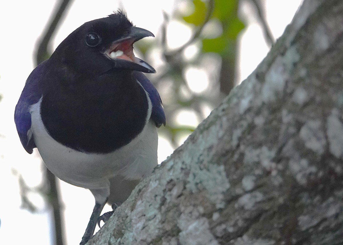 Curl-crested Jay - ML638805706